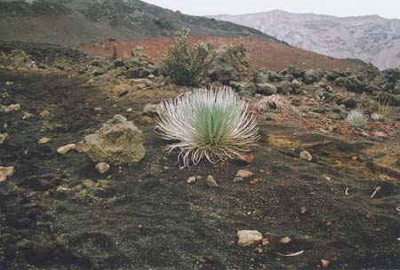 Maui Crater 8